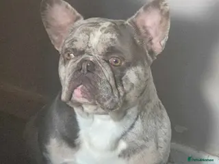 French Bulldog dogs Merle French bulldog carries fluffy - Advert 4