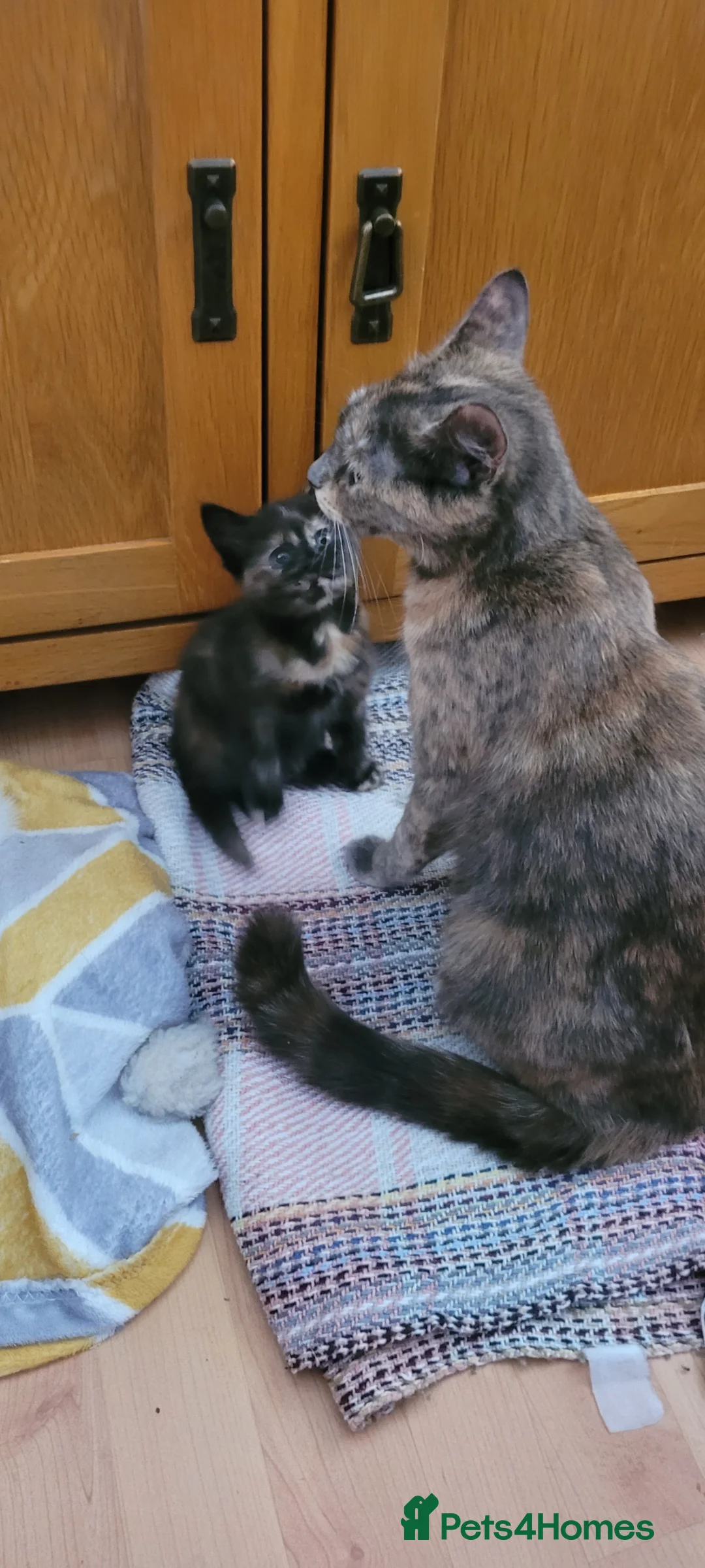 Mixed Breed cats for sale: 3 beautiful kittens. - Advert 2