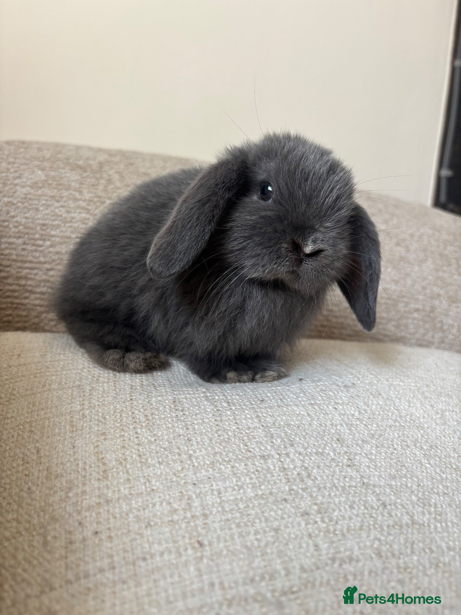 Mini Lop rabbits Pure Bred Mini Lop Bunnies  - Advert 12