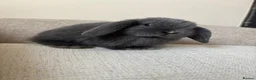 Mini Lop rabbits for sale: Mini Lop Bunnies  in Guildford - Advert 4