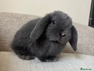Mini Lop rabbits Pure Bred Mini Lop Bunnies - Advert 12