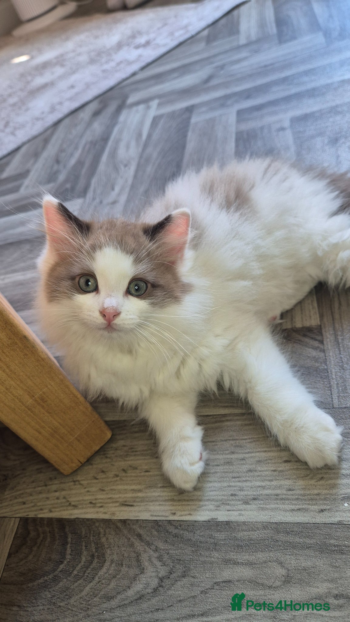 Ragdoll cats Only 1 boy left - Seal mink bicolour 🥹🐾🫶 - Advert 4