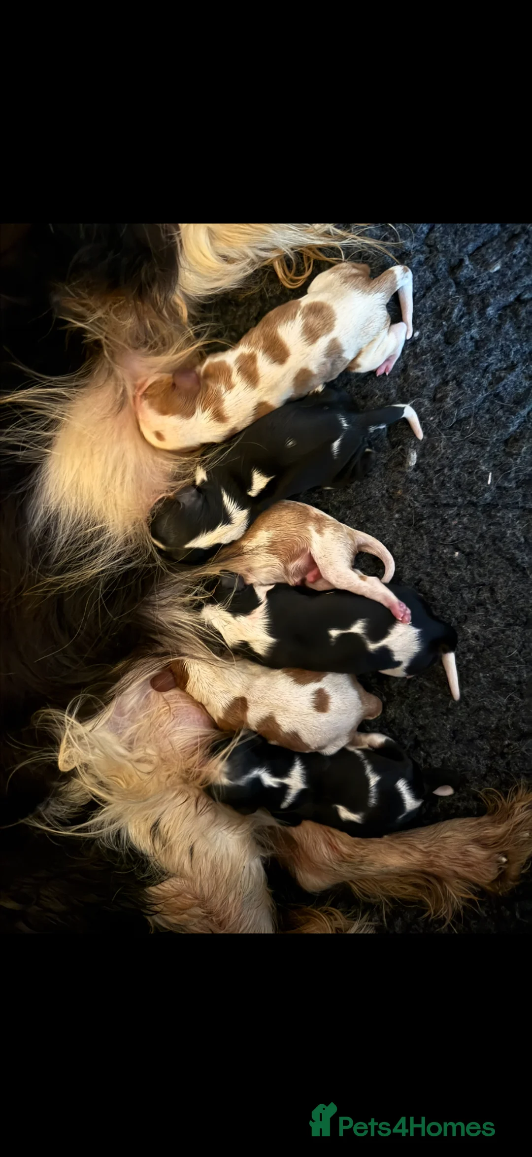 Cavalier King Charles Spaniel dogs for sale: Kc cavalier puppies dna clear  - Advert 10