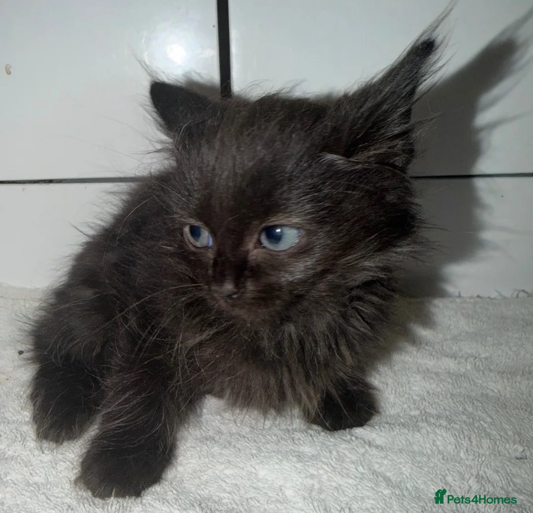Ragdoll cats for sale: Ragdoll kittens for sale  - Advert 2