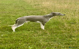 Whippet dogs for stud: Proven KC Blue and White Whippet for Stud - Image 4