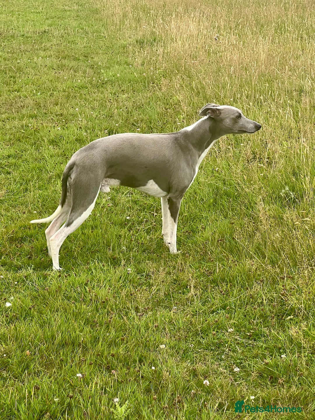 Whippet dogs for stud: Proven KC Blue and White Whippet for Stud - Image 4