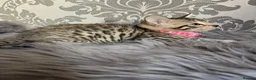 Bengal cats for sale: Bengal kittens🐾 - Advert 13