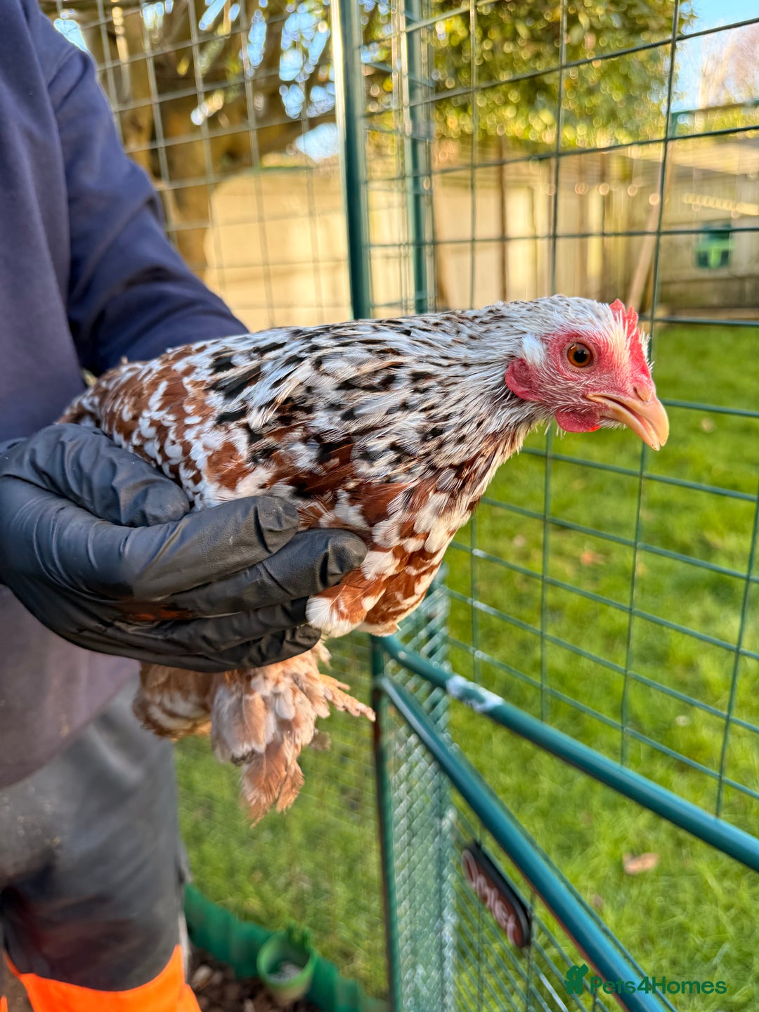 Chickens poultry for sale: 4x pekin bantams for sale  - Advert 8