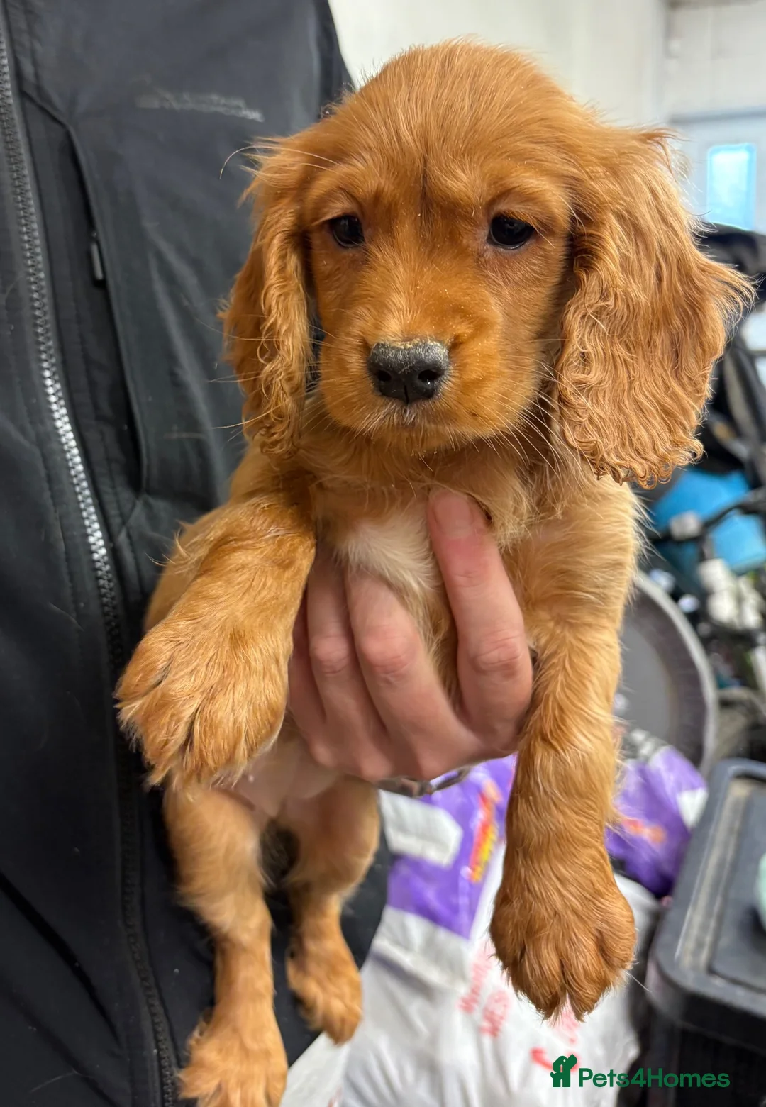 Cocker Spaniel dogs for sale: Cocker spaniel puppy’s  - Advert 1