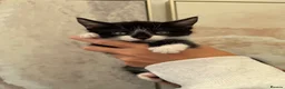 Mixed Breed cats for sale: Beautiful black & white kittens for sale  - Advert 18