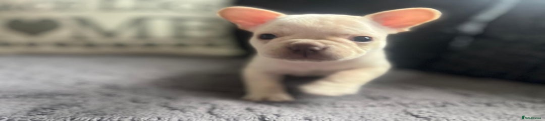 French Bulldog Puppy 2