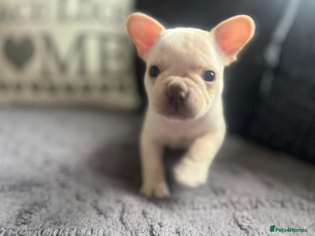 French Bulldog dogs for sale: French bulldog puppies  - Image 2