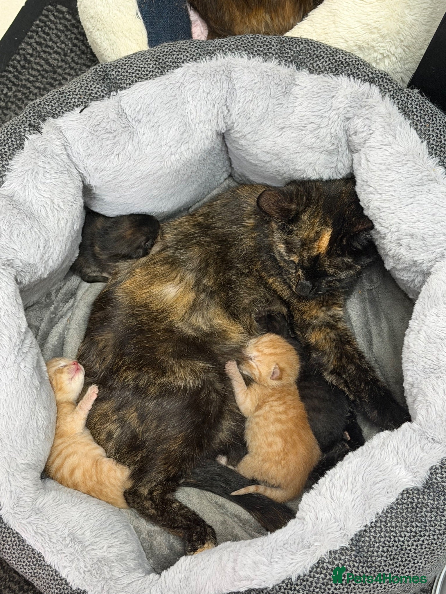Mixed Breed cats 2 girls and 2 boys kittens - stunning  - Advert 1