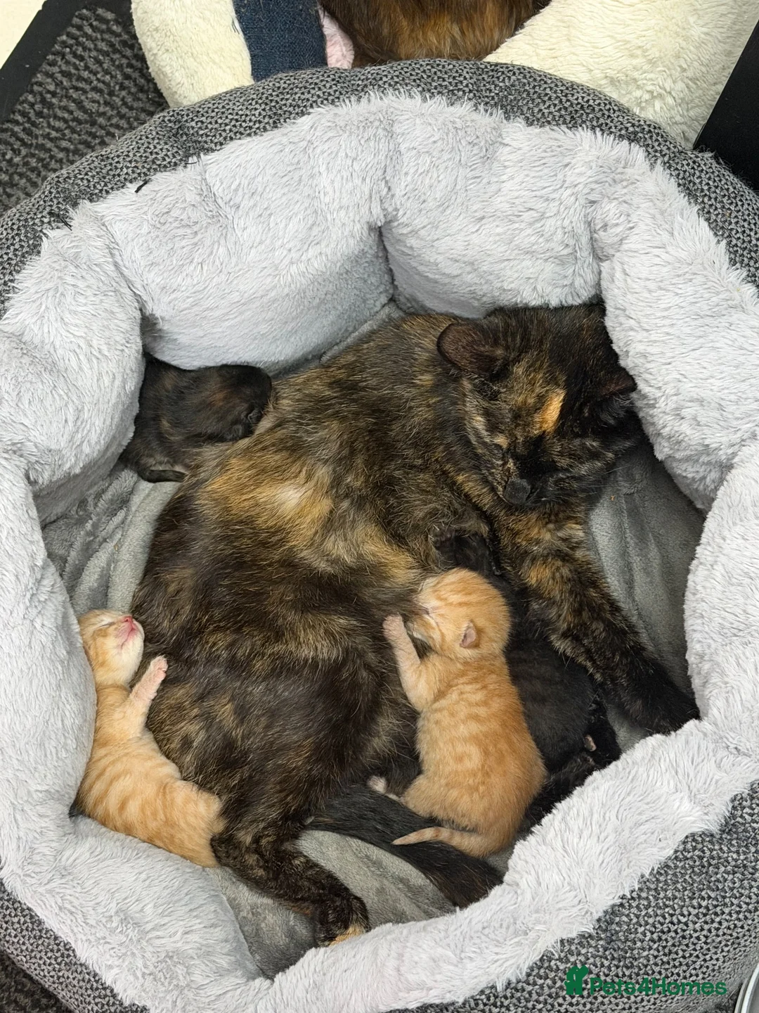 Mixed Breed cats for sale: 2 girls and 2 boys kittens - stunning  - Advert 1