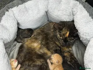Mixed Breed cats 2 girls and 2 boys kittens - stunning - Advert 1