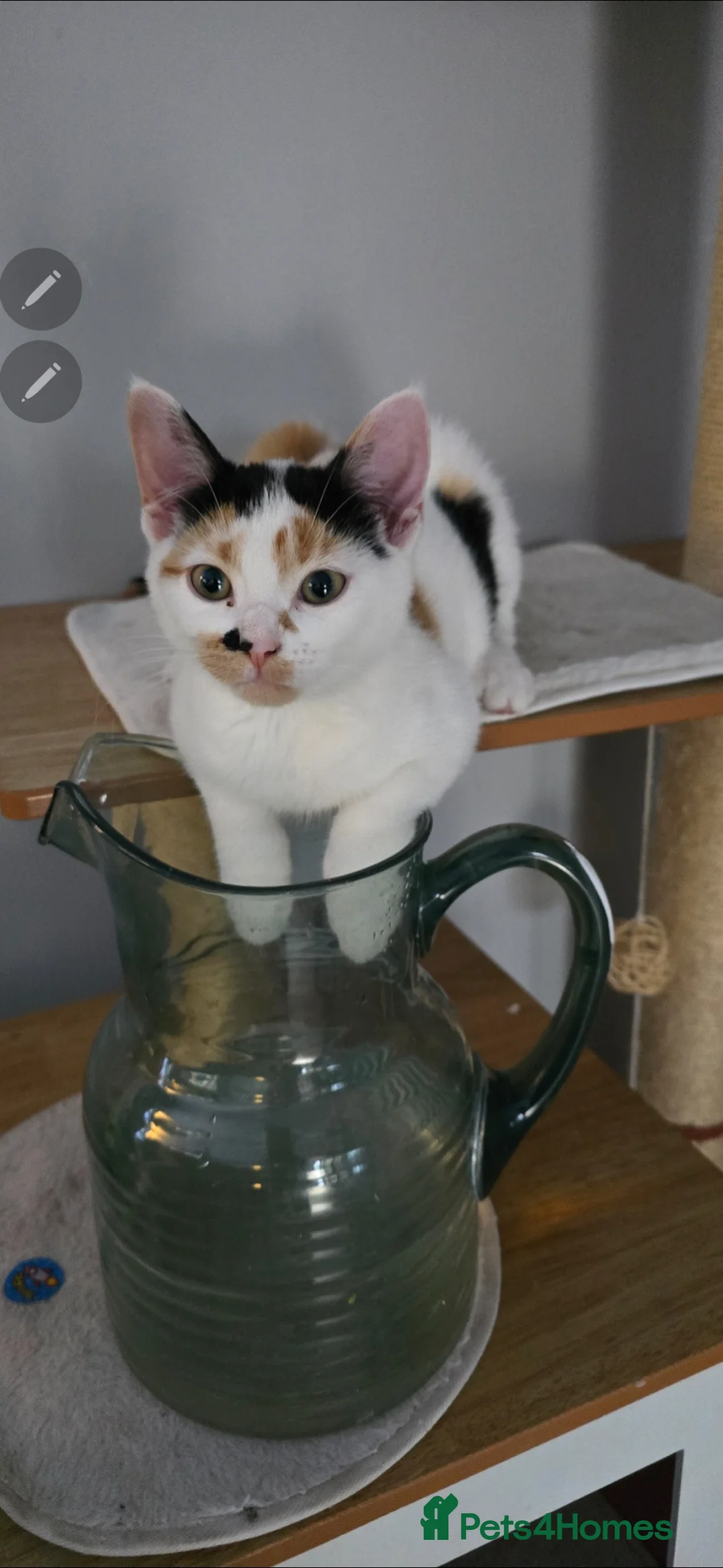 Mixed Breed cats for sale: Gorgeous kittens in Walsall - Advert 1