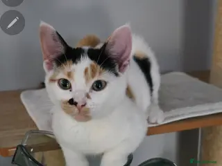 Mixed Breed cats Gorgeous kittens - Advert 1