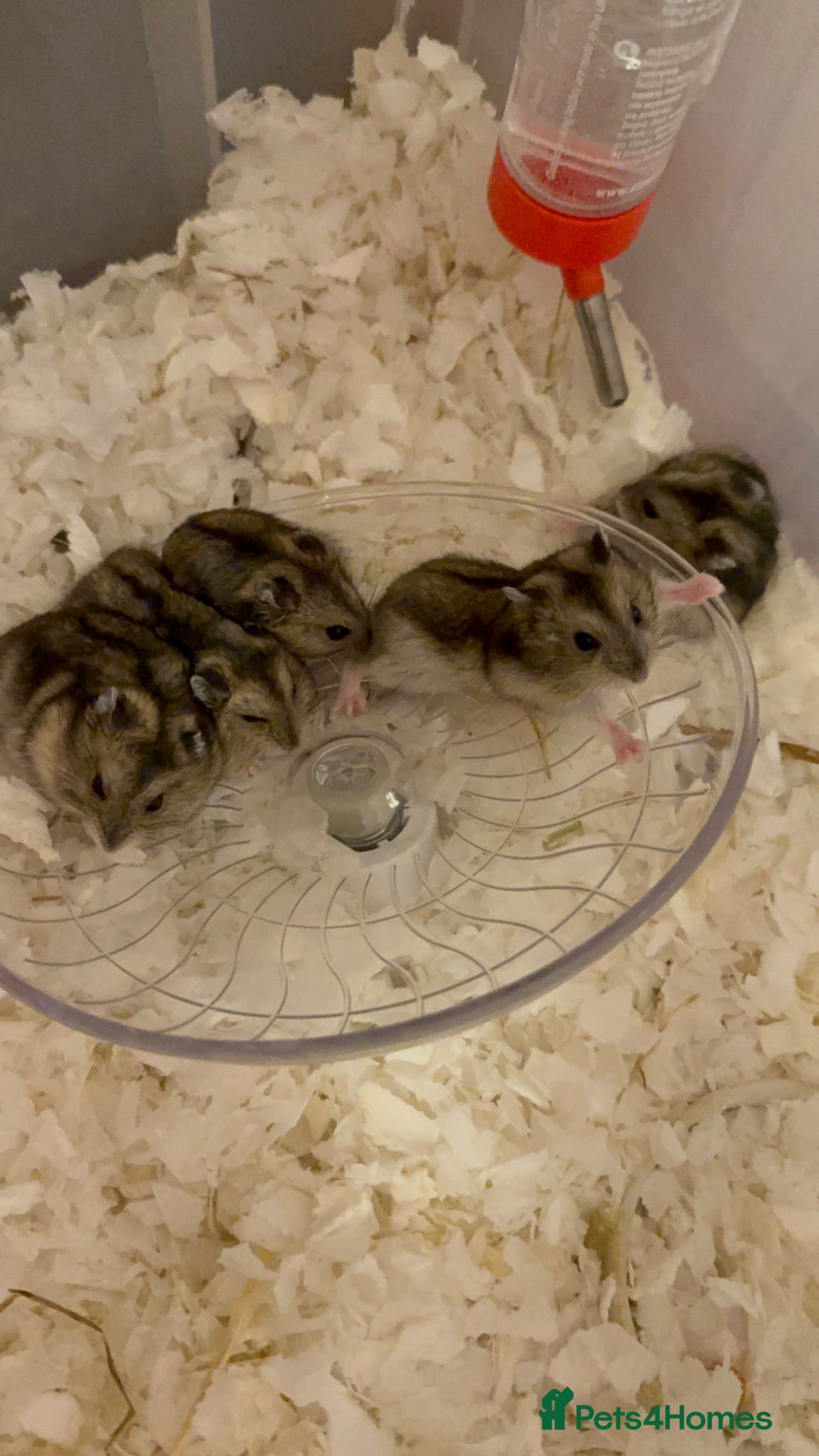 Hamster rodents 7 Russian dwarf hamsters  - Advert 1