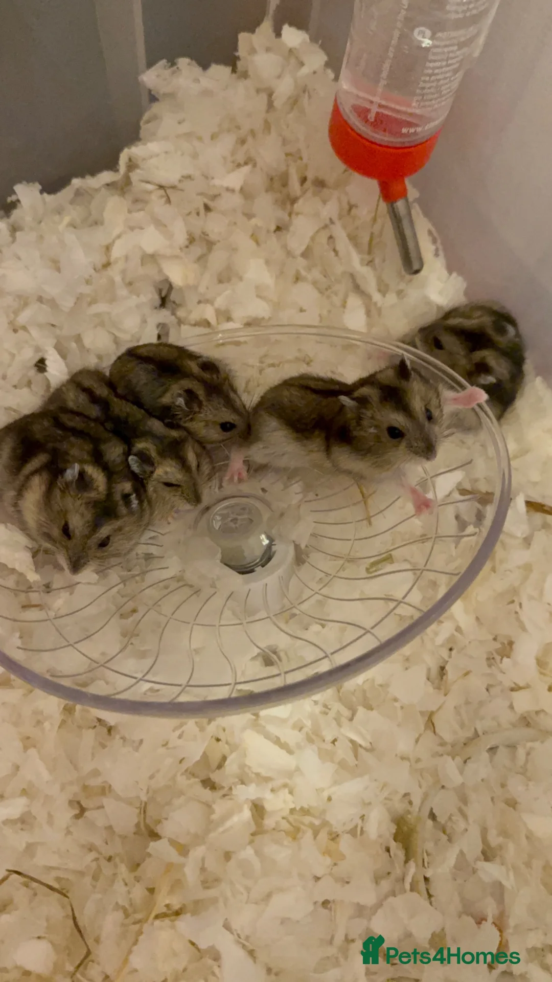 Hamster rodents for sale: 7 Russian dwarf hamsters  in Bootle - Advert 1