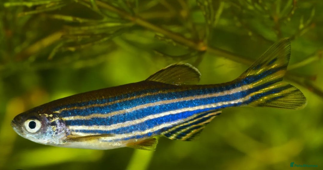 Danios fish for sale: Zebra danios  - Image 1
