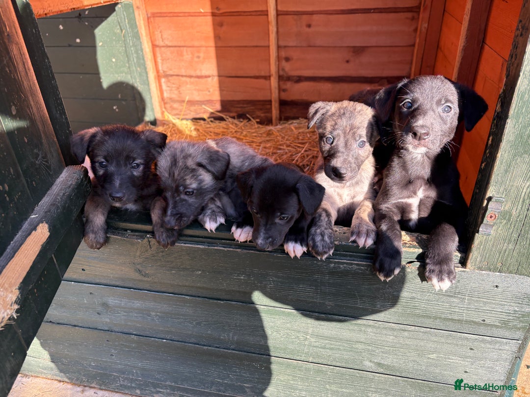 Lurcher dogs for sale: Lurcher Pups - 4 x boys - Advert 5