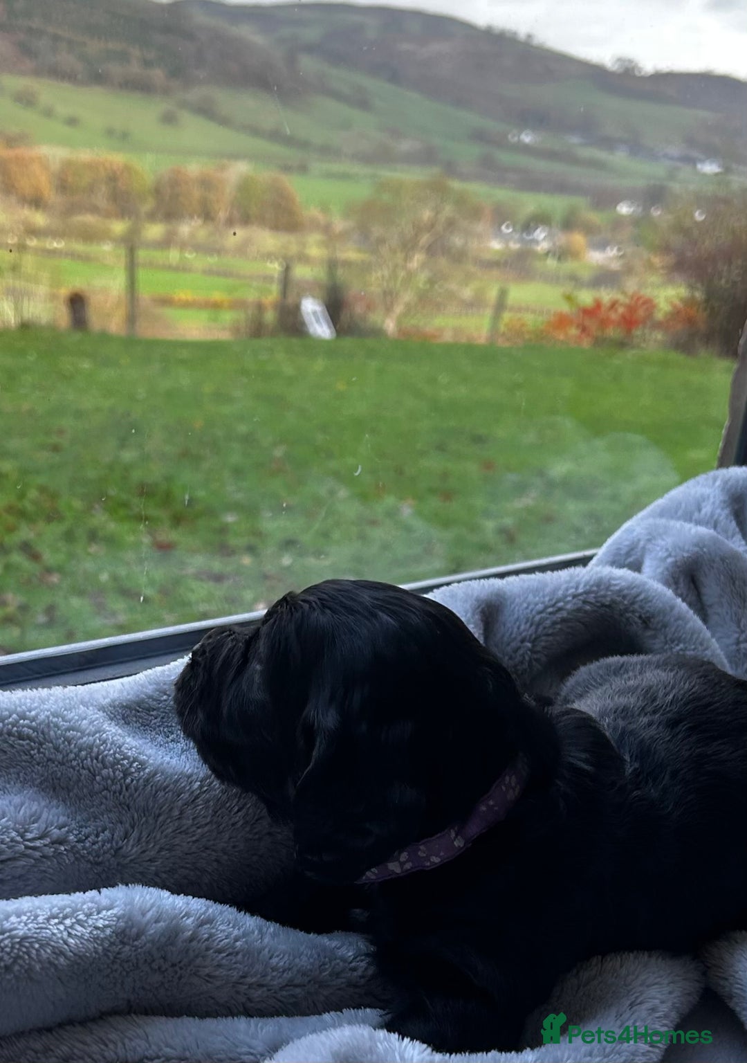 Cocker Spaniel dogs for sale: ✨ Cuddles Await from our Cocker Spaniel Pups  - Advert 29