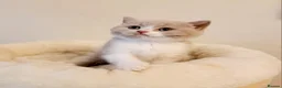 British Shorthair cats for sale: Beautiful British Shorthair Males & Females - Advert 17