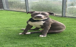 Mixed Breed dogs for sale: Loving home for Storm - Image 8