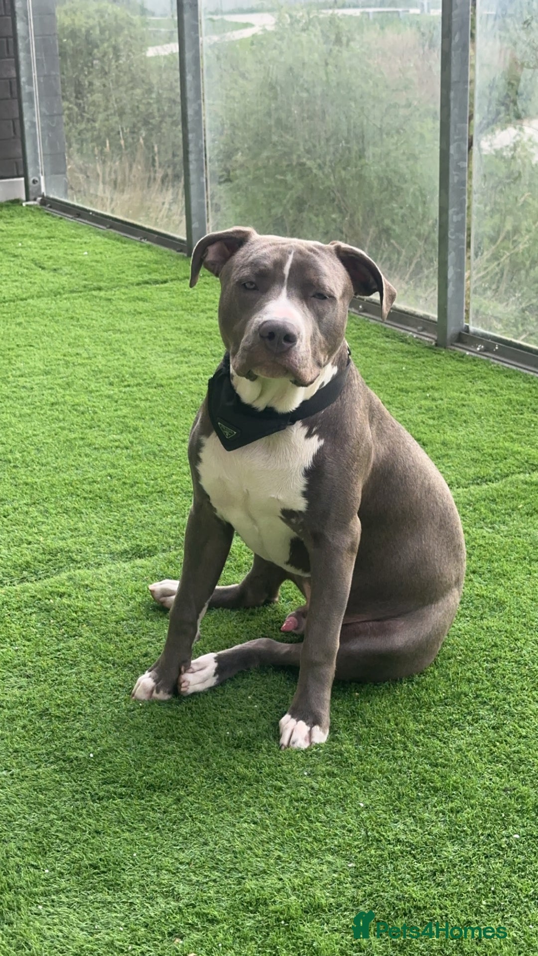 Mixed Breed dogs for sale: Loving home for Storm - Image 8
