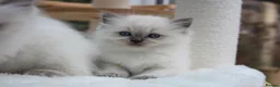 Ragdoll cats for sale: GCCF Reg Ragdoll Kittens – Outstanding GrCh Lines in Droitwich - Advert 3