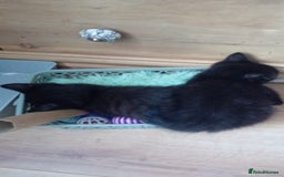 Mixed Breed cats for sale: Female kitten  - Image 5