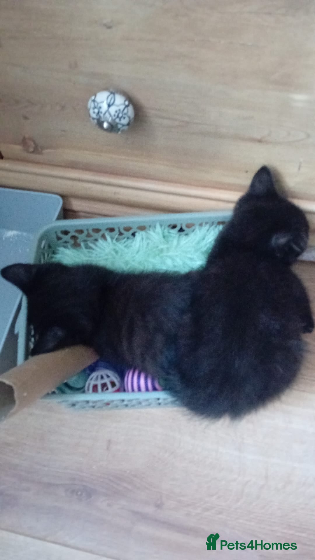 Mixed Breed cats for sale: Female kitten  - Image 5