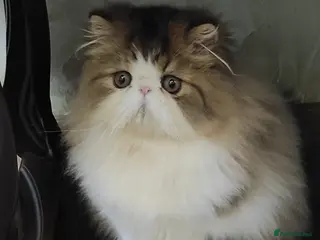 Persian cats Persian male - Advert 7