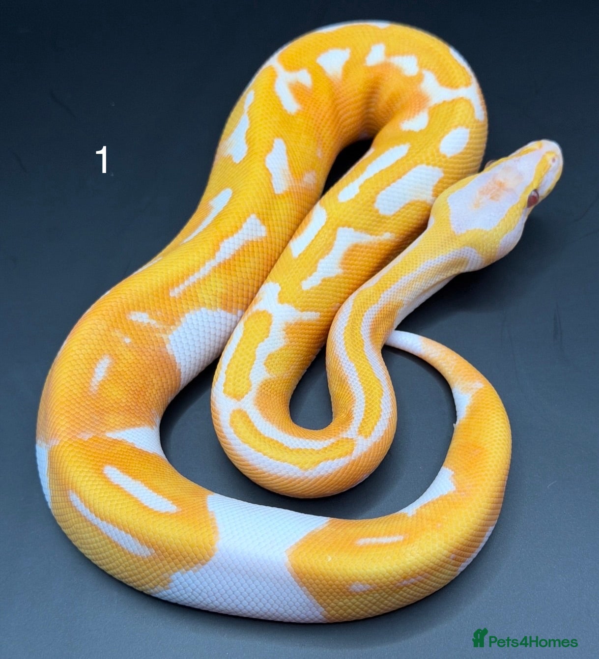Python Snake reptiles Dreamsicle ball/royal python hatchlings  - Advert 2