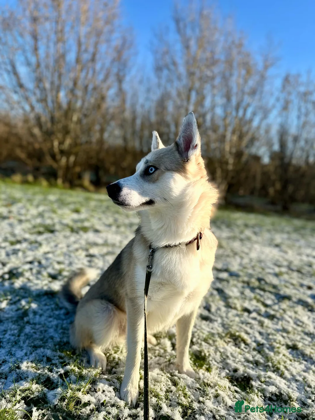 Pomsky dogs for stud: Proven quality F2 proven stud in Andover - Advert 9