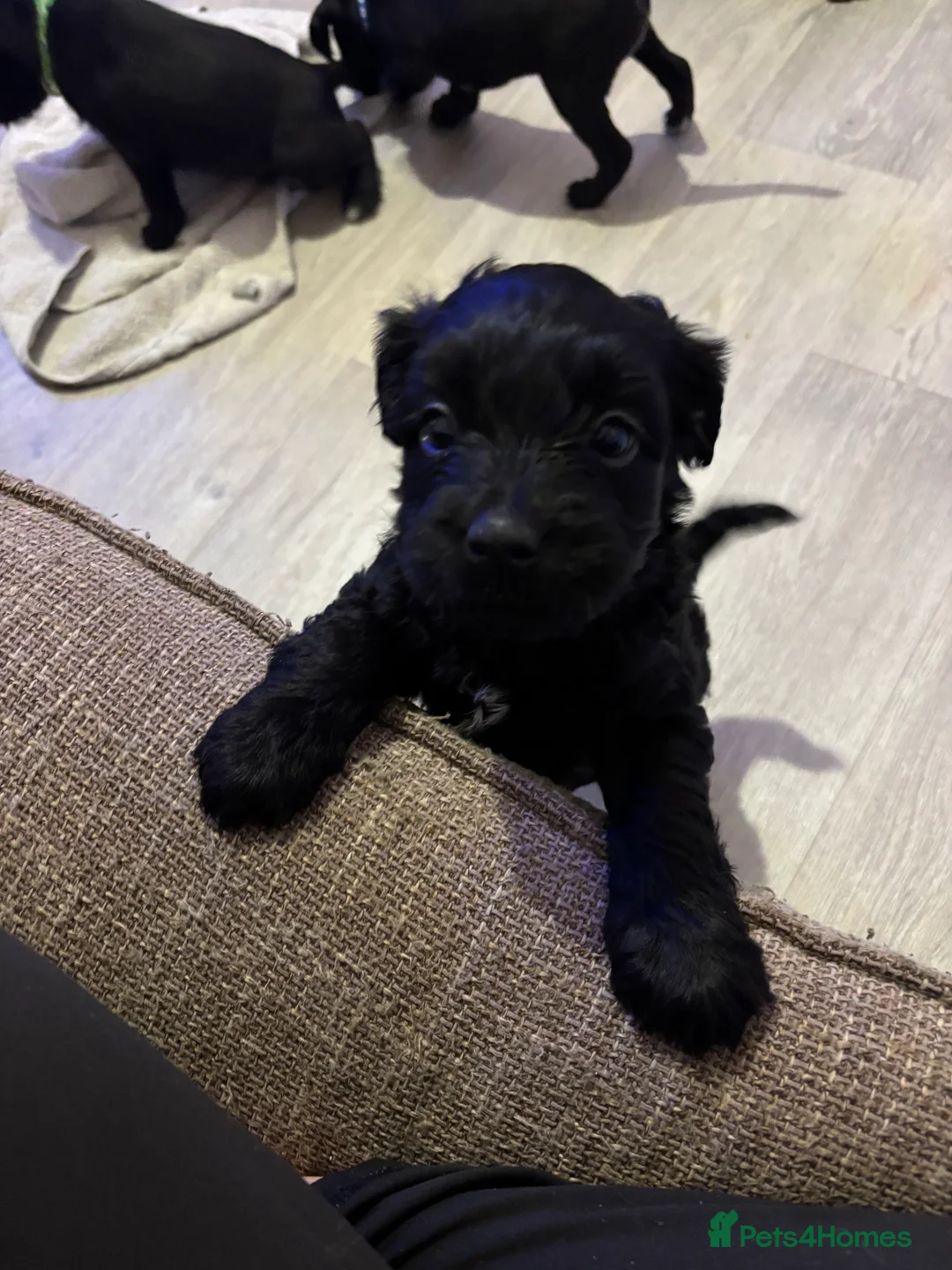 Mixed Breed dogs for sale: One girl puppie - Advert 1
