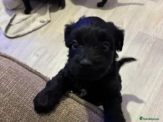 Mixed Breed dogs One girl puppie - Advert 1