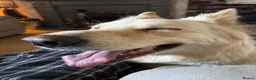 German Shepherd dogs for sale: Apricot/Cream GSD FEMALE  - Advert 20