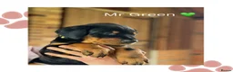 Dobermann dogs for sale: Exceptional Doberman X Doberman/rottwiler  - Advert 7
