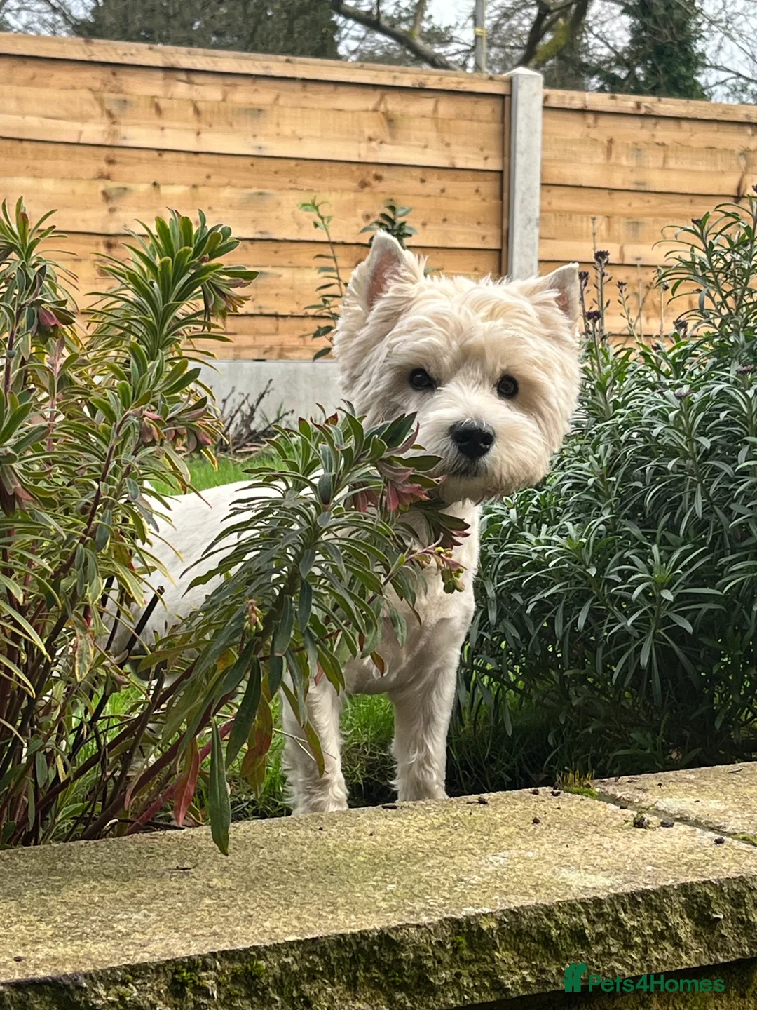 West Highland Terrier dogs for stud: KC West Highland Terrier for Stud (Alistair) - Advert 1