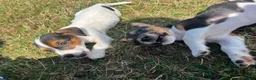 Jack Russell dogs for sale: Gorgeous Jack Russell Puppies  - Advert 4