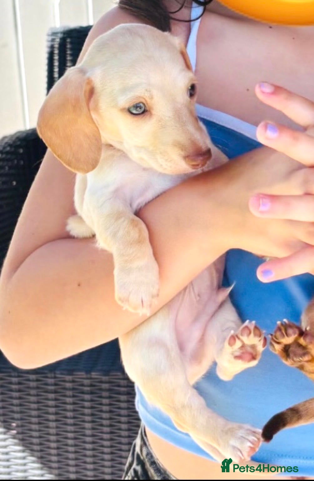 Miniature Dachshund dogs True miniature Kc dachshunds  - Advert 2