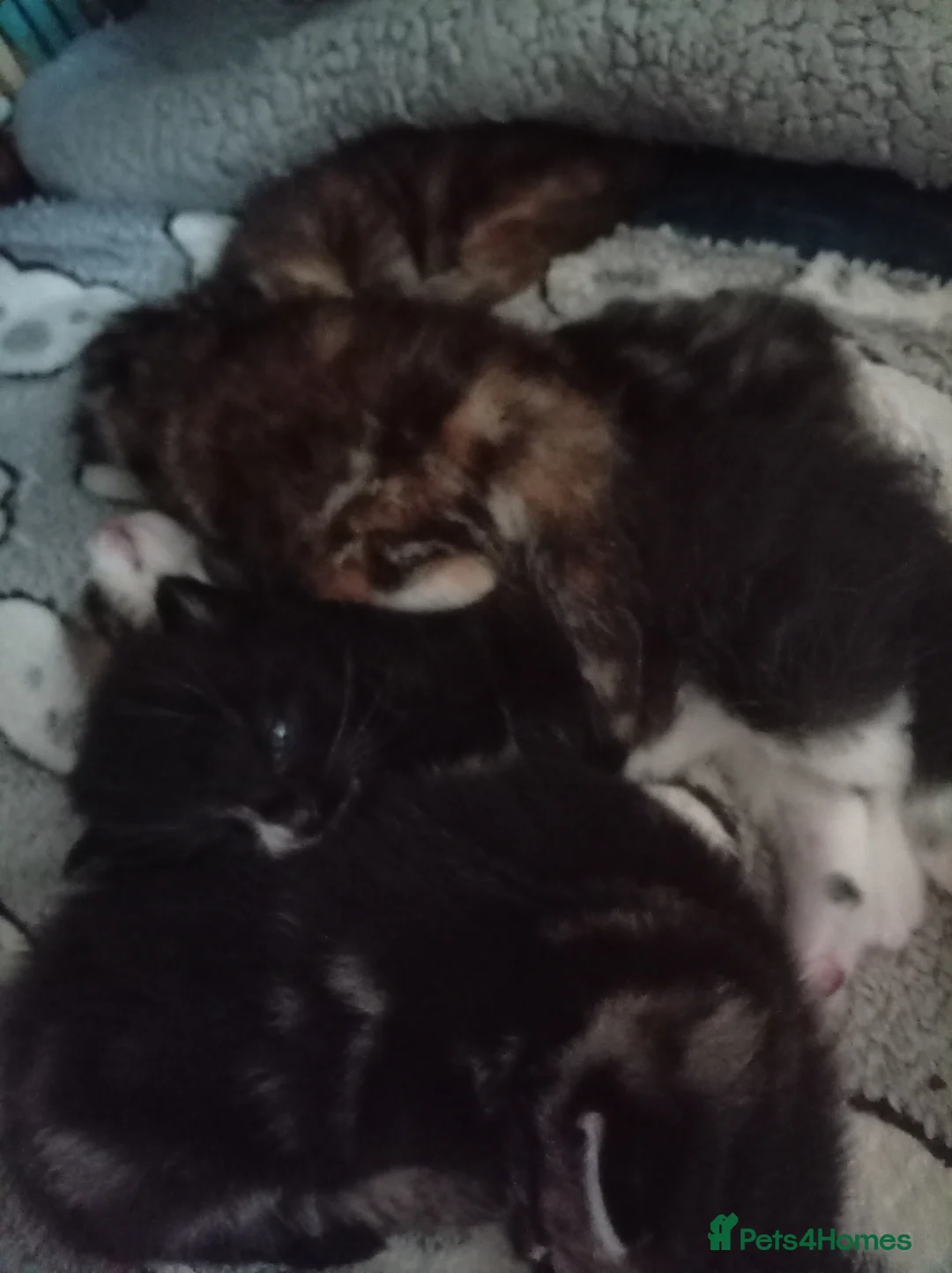 Mixed Breed cats for sale: 5 mixed breed British short hair - Advert 1