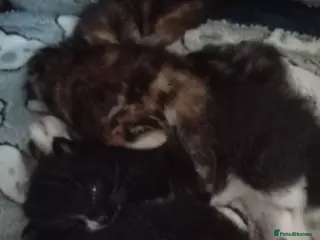 Mixed Breed cats 5 mixed breed British short hair - Advert 1