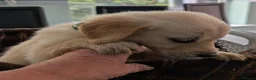 Golden Retriever dogs for sale: KC registered cream golden retriever  - Advert 13