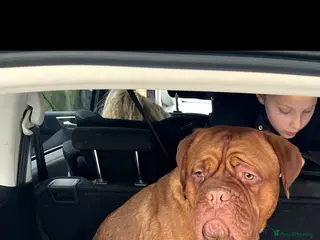 Dogue De Bordeaux dogs Kc registered Dogue de Bordeaux - Advert 15