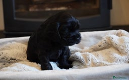 Cocker Spaniel dogs for sale: Exceptional KC Reg Working Cocker Spaniel Puppies - Image 5