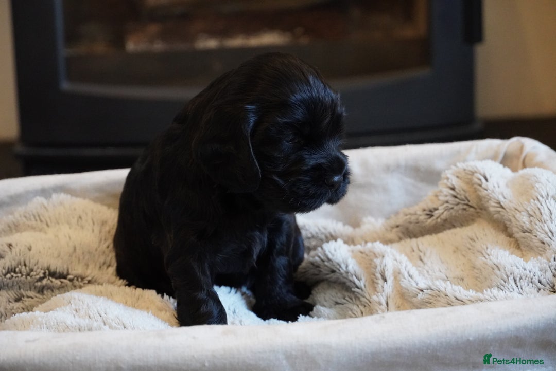 Cocker Spaniel dogs for sale: Exceptional KC Reg Working Cocker Spaniel Puppies - Image 5