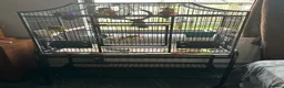 Parrots birds for sale: Make Kakariki  in Stowmarket - Advert 1