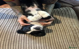 Mixed Breed dogs for sale: Borderliers  - Image 10
